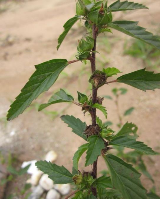 穗花赛葵是农田杂草还是观赏植物?