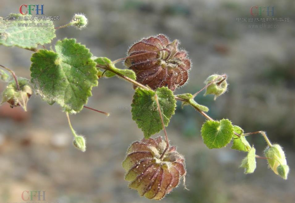 泡果苘是多年生草本植物,自然馈赠的健康守护神