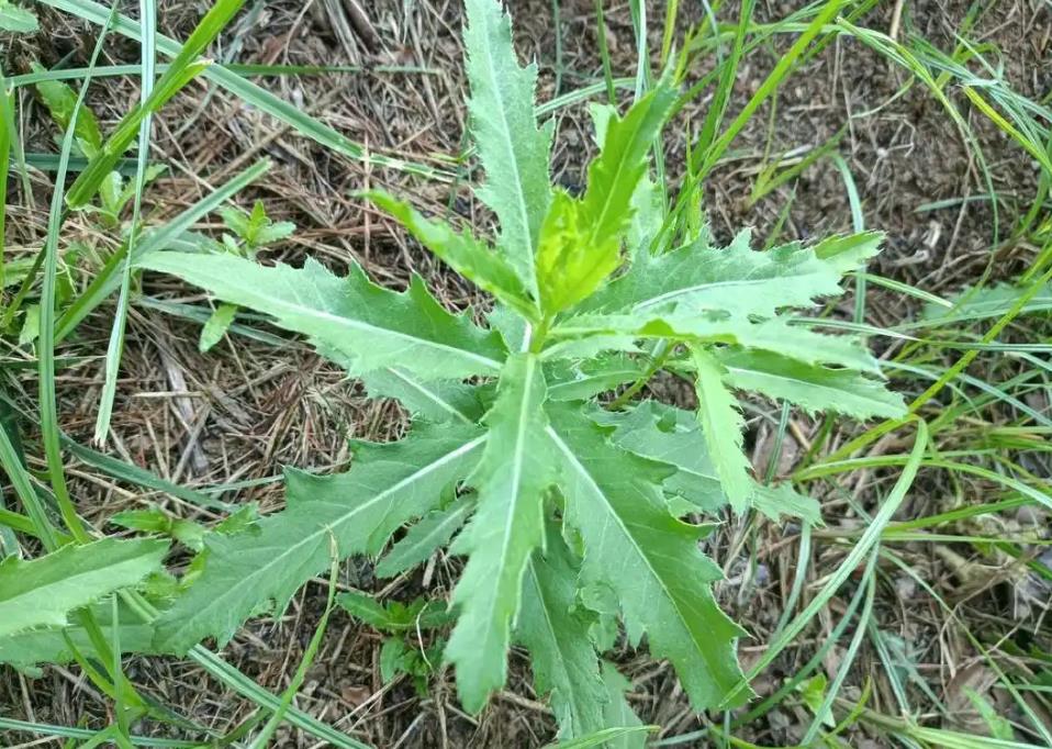 刺菜是野外止血神器,生长的天然药材