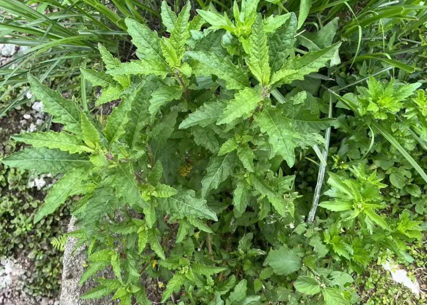 独特的二行芥,十字花科中的“二行”奇观