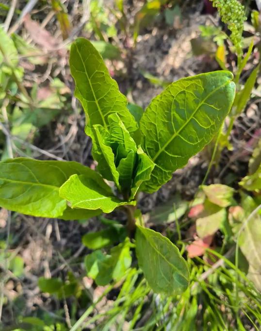 药用价值高的野萝卜,也是营养丰富的野菜