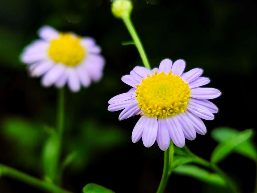 马兰菊开花是什么颜色，打造庭院中的紫色花海