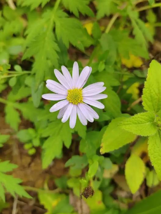 马兰菊开花是什么颜色,打造庭院中的紫色花海