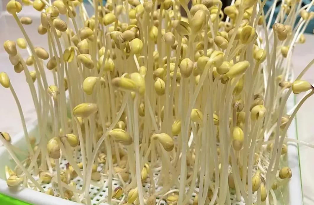 黄豆芽与绿豆芽营养价值各有千秋,你知道怎么选择吗?