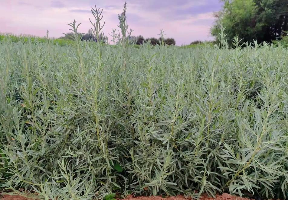 四翅滨藜是优质饲料灌木植物,也可助力畜牧业发展