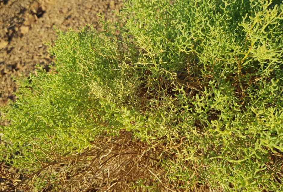 戈壁藜是形态独特且无毒的荒漠植物,兼具观赏与生态价值