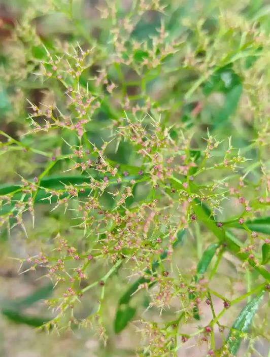 杖藜是什么植物?探索它的用途与特点