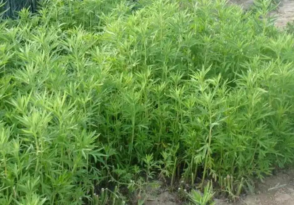 芦蒿是喜湿耐肥植物,生长环境多样,用途广泛