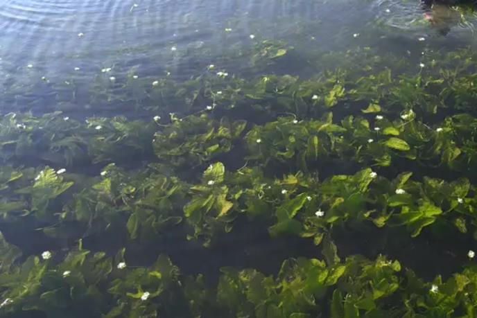 海菜是海洋中的绿色奇迹,食用与药用价值介绍