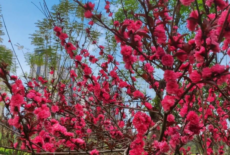 碧桃花色彩斑斓,掌握养殖技巧让院子美丽芬香