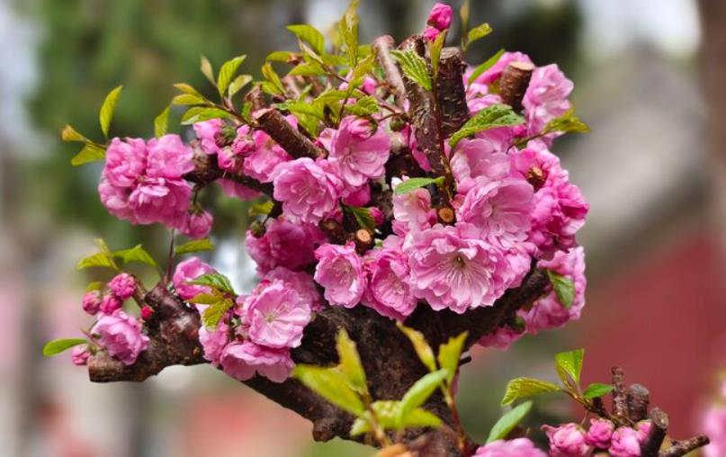 落叶花卉榆叶梅的冬季养护技巧,让你的花园四季如春