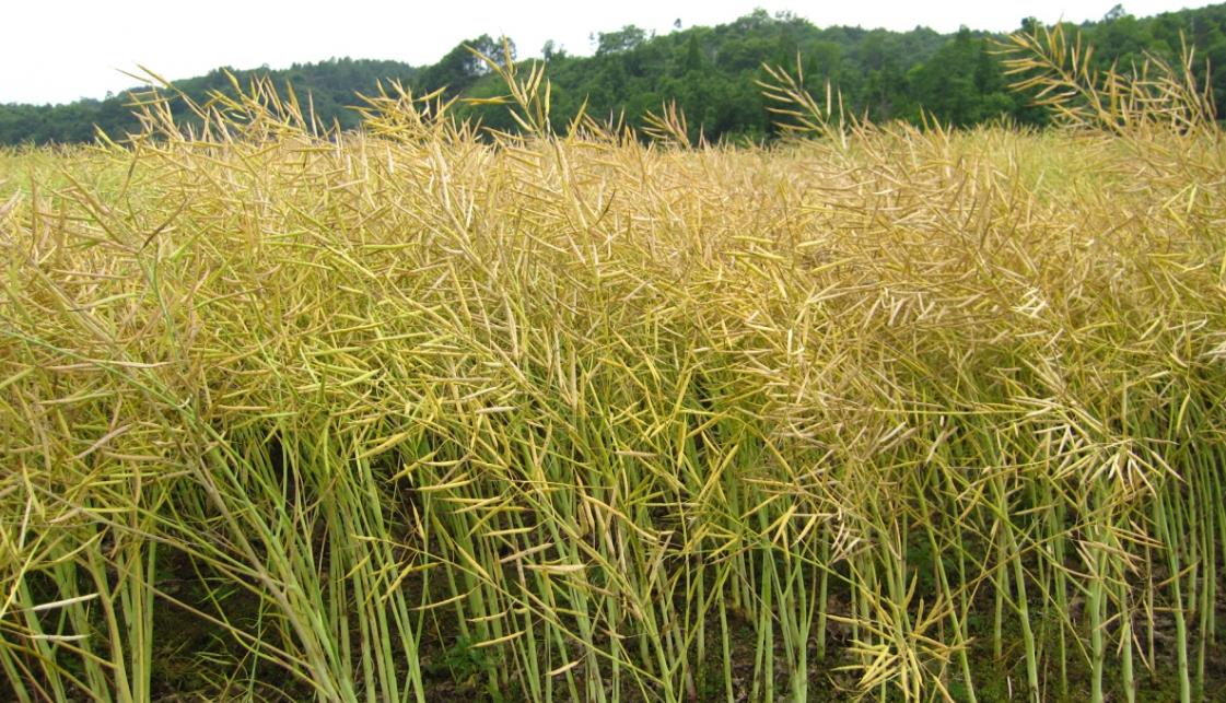 油菜究竟能长多大?油菜生长条件你知道吗?
