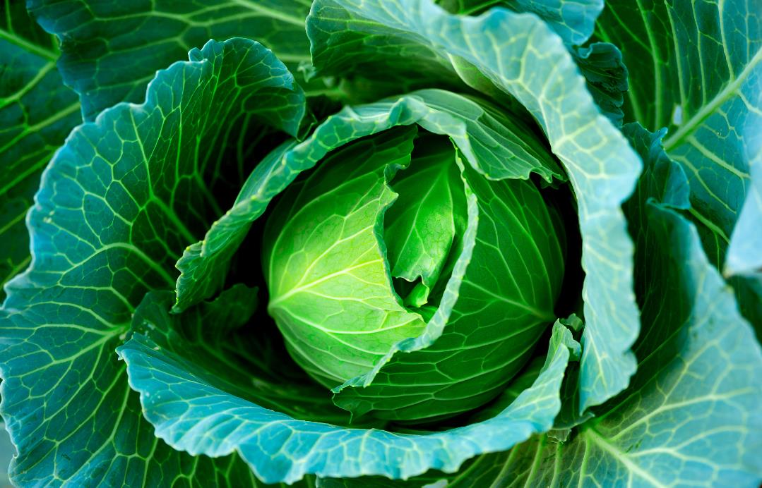 告别卷心菜虫害,科学防治菜青虫,保障蔬菜品质