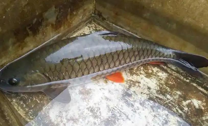 青竹鱼的生长条件:水温、水质与食性,三大要素缺一不可