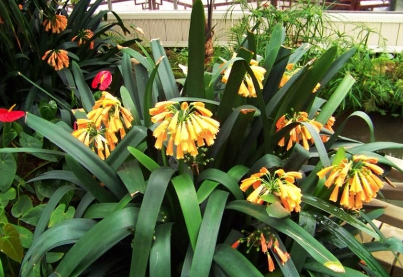 垂笑君子兰介绍：了解它的花期、花朵特点及养护技巧