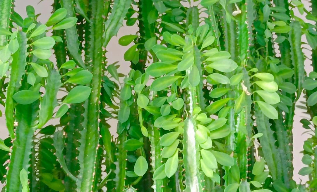 龙骨花-挺拔多姿的绿植花卉,冬季养护需细心