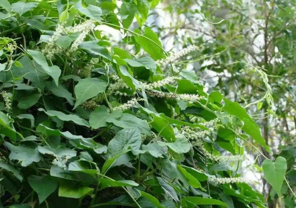 短序落葵薯全的别名丰富,实用价值也不容小觑