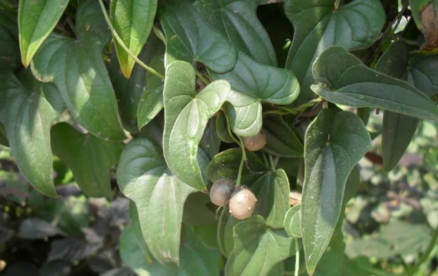 山蓣(shān yù)是什么植物?药食同源的健康之选食材
