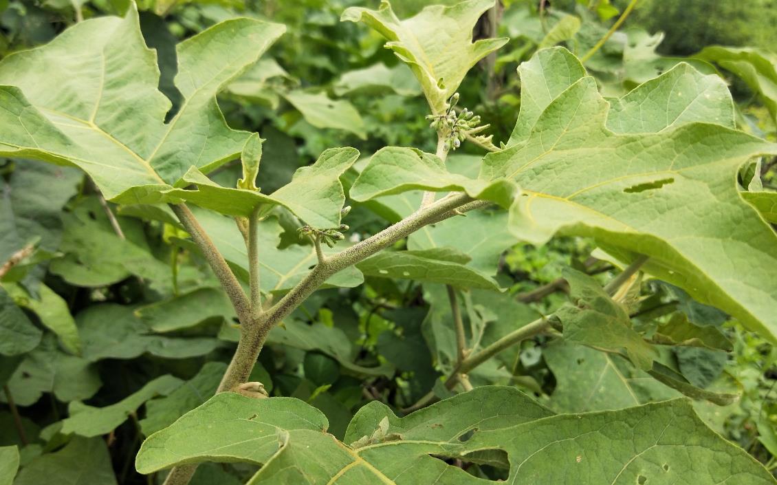 水茄冬子是什么植物,它有哪些别名和用途价值