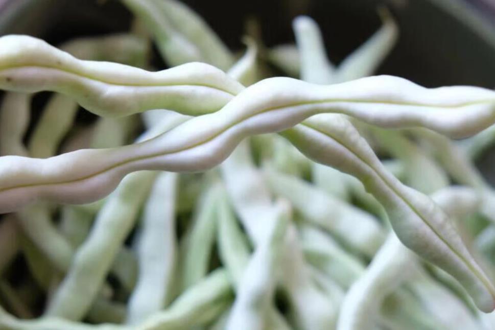 芸豆是什么类型的豆角,有什么特点?
