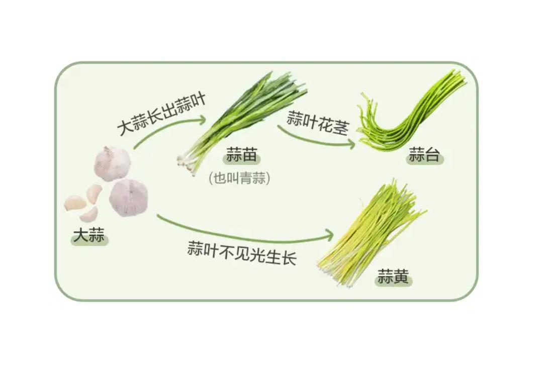 蒜苔生长多少天成熟采摘?一文带你了解蒜苔的生长奥秘