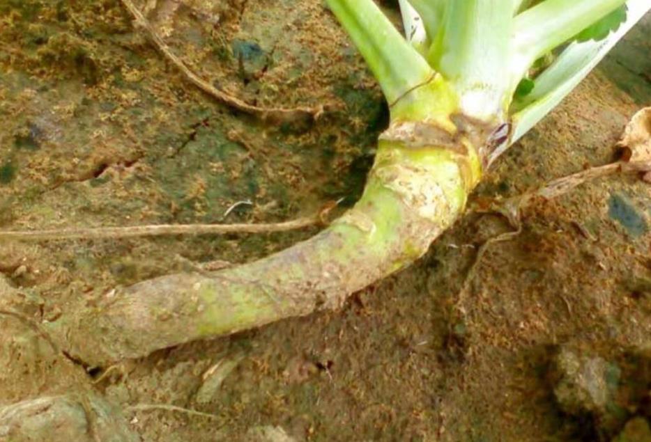 菜花种植烂根怎么办？这些原因和防治方法你得知道