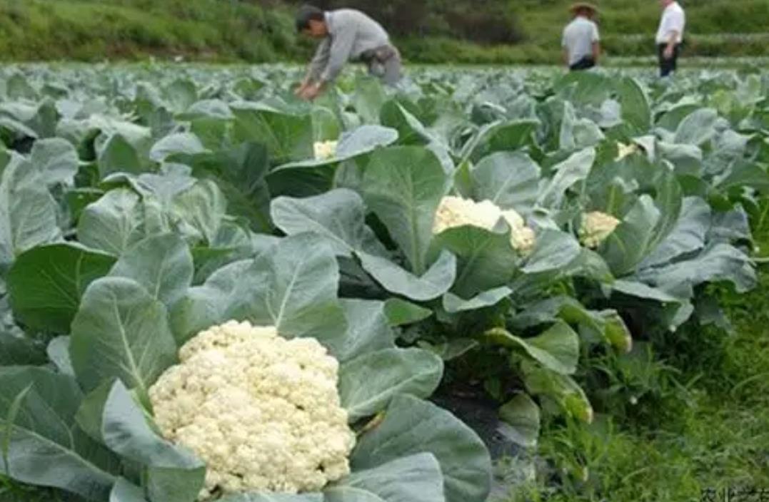菜花种植烂根怎么办?这些原因和防治方法你得知道