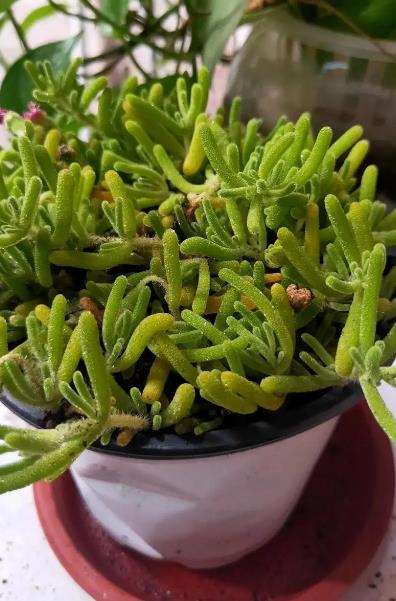 枝干番杏是迷人的多肉植物,叶片如兔耳,极具观赏价值