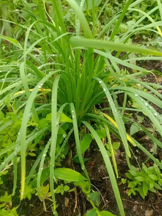 解锁野生韭菜的营养价值,享受健康生活
