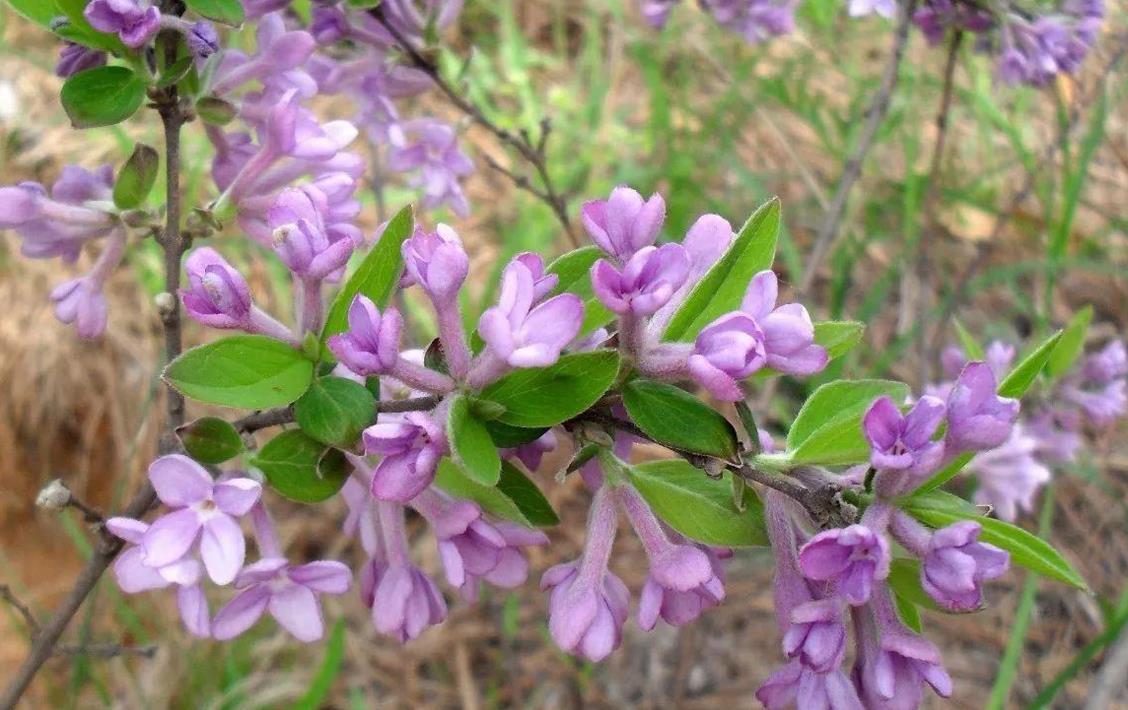 芫花长什么样子,生长在野外哪些地方?