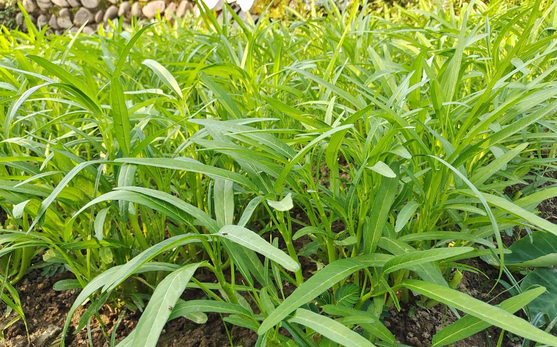 种植空心菜的每亩种子密度多少最合适?