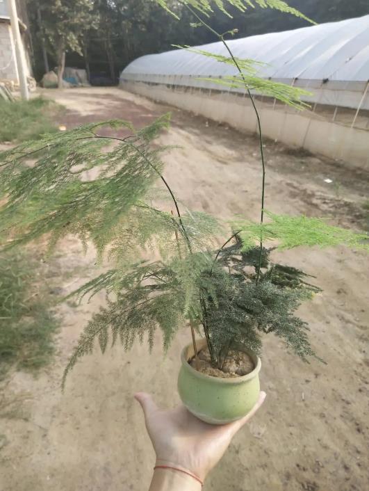 文竹换盆移栽全攻略,多久换一次盆?如何操作?