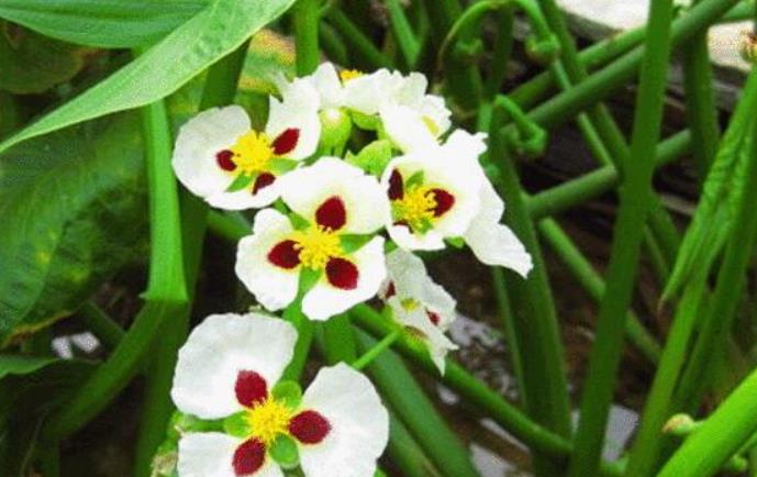 慈菇是什么植物，怎么养殖长得好？