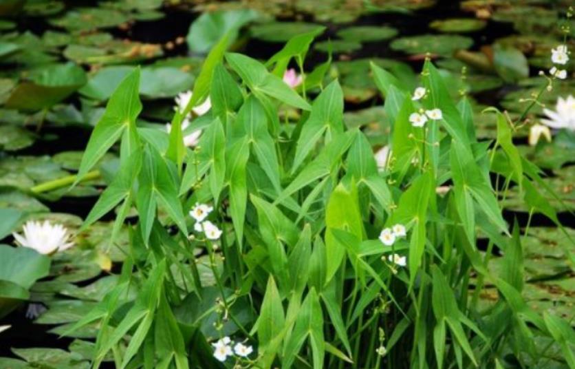 慈菇是什么植物,怎么养殖长得好?
