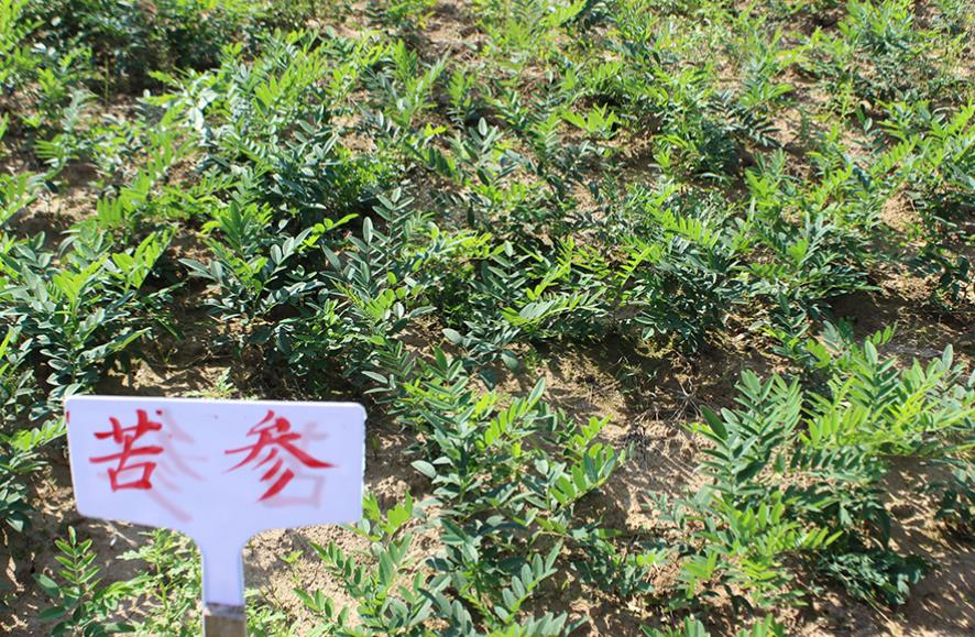 苦参种植不求人，详细步骤助你成功种植这味珍贵药材