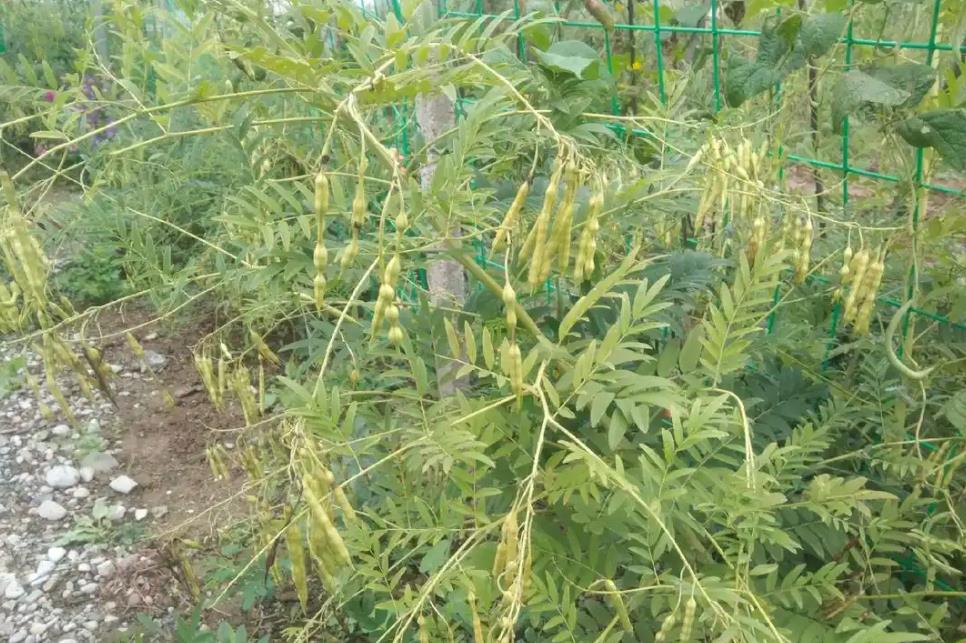 苦参种植不求人,详细步骤助你成功种植这味珍贵药材