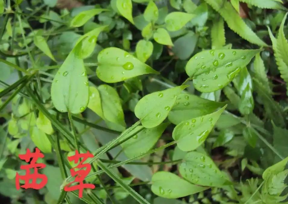 茜草在哪里最多?带你了解茜草的生长分布区域