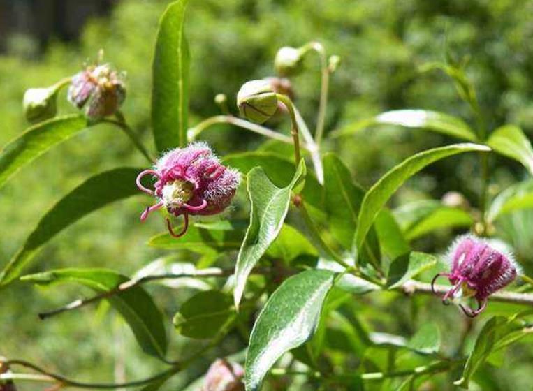 香加皮是什么植物?它祛风湿、强筋骨的药用价值你知多少?
