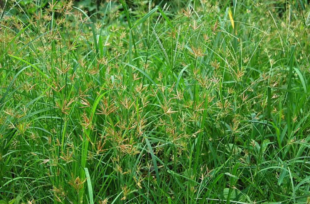 假香附疏肝解郁、理气止痛的神奇草药你了解多少?