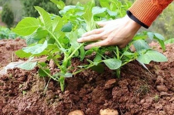 高山土豆的种植注意事项，避免常见问题实现高效种植