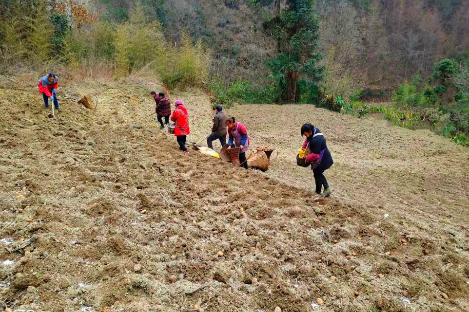 高山土豆的种植注意事项,避免常见问题实现高效种植