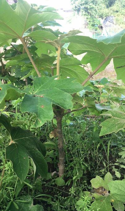野外找寻通草方法,了解它的生长环境与分布特点