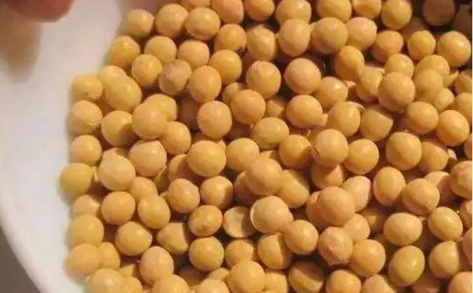 大豆变油的方法步骤：揭秘大豆油的榨取过程