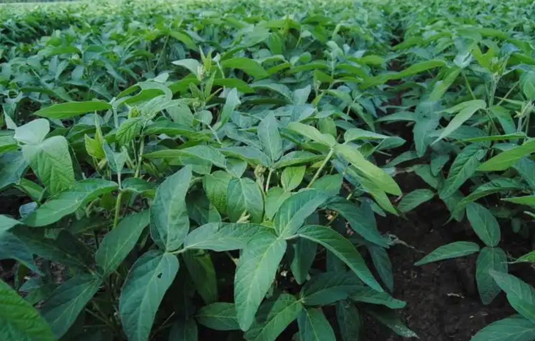 有机黑豆的田间种植生长记,从播种到丰收的过程揭秘