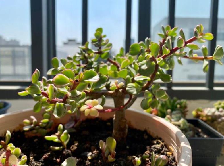 金枝玉叶修剪技巧让你的多肉植物更加立体、饱满