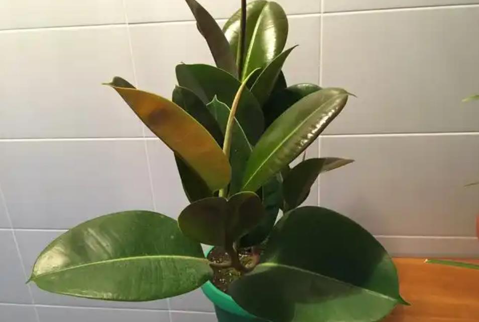 <b>盆栽橡皮树用什么肥料叶片长的绿油油？</b>