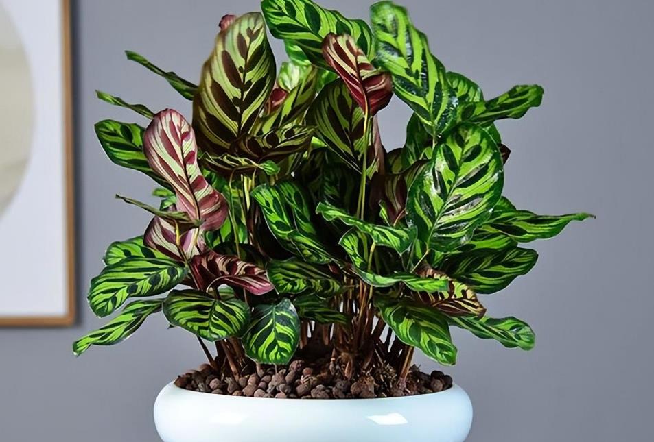 竹芋绿植冬天怎么养？掌握这几点养护技巧轻松过冬