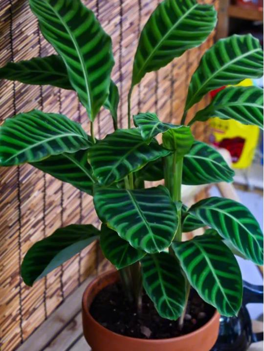 竹芋绿植冬天怎么养?掌握这几点养护技巧轻松过冬