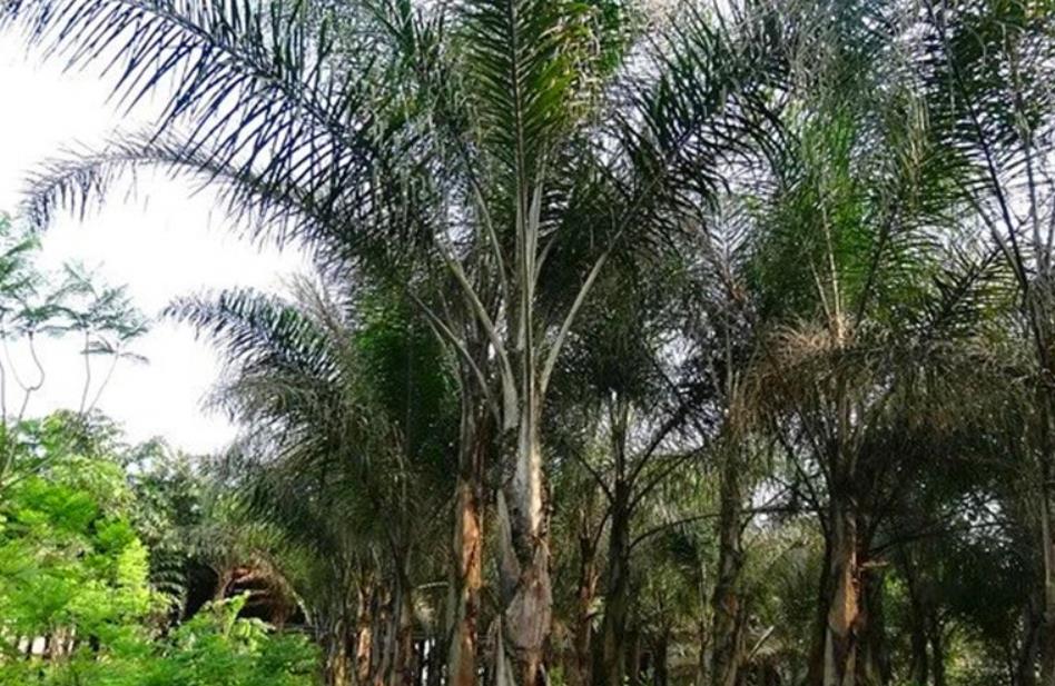 皇后葵适合在哪些地方养殖？庭院、行道、海岸都是它的生长舞