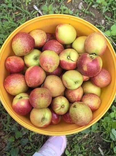 油桃怎么保存到冬天依然新鲜如初?